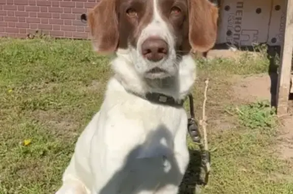 Пропала собака, ул. Ленина 125, Кирилловка - photo