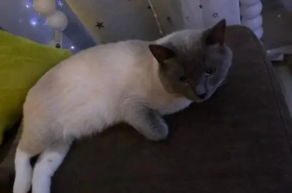 Пропал кот в СНТ Тверичанка, Тверская обл. - photo