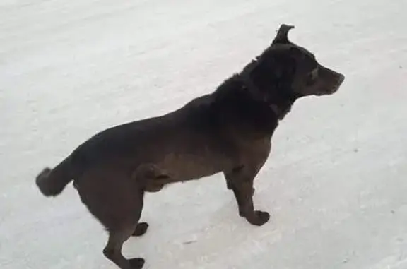 Найдена собака, Минусинск, фото: Собака найдена в Минусинске, тел. 8-908-327-49-20