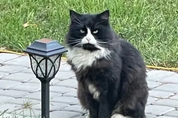 Пропал кот Алекс, Школьный проезд, Дубна - photo