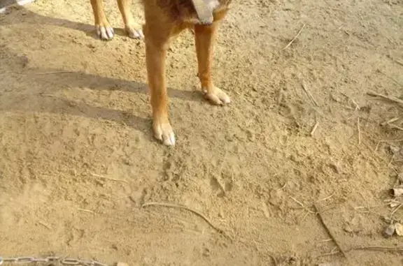 Пропала собака в СНТ Мираж, Красино Мещерино - photo