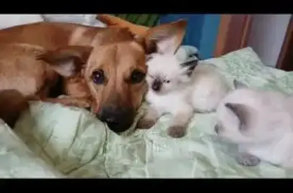 Пропала собака, ул. Калинина, 17, Красноярск - photo