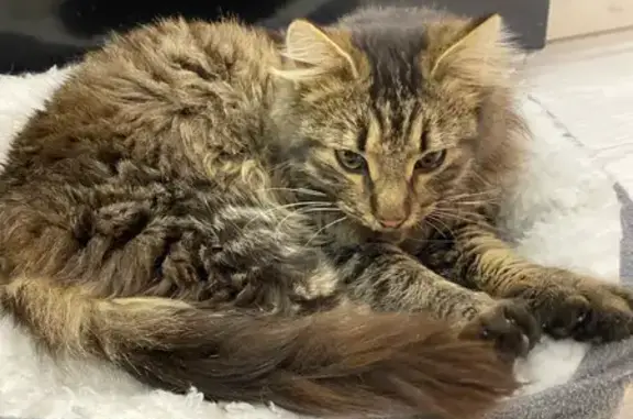 Найдена кошка, Краснодар, фото: Кошка найдена на ул. Сапрунова, Краснодар