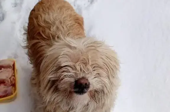 Пропала собака в Серково, МО - photo