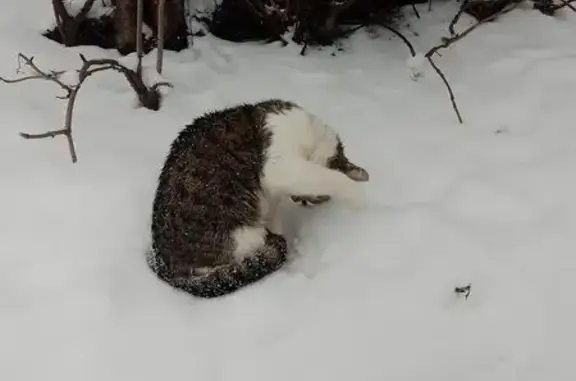 Объявления о пропавших и найденных животных, Калининград, фото: Найдена кошка, Житомирская ул., Калининград