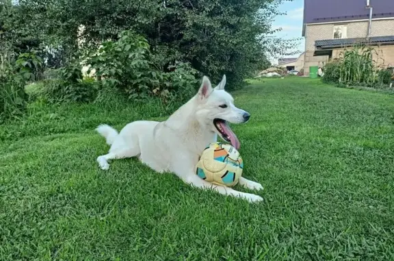 Пропала собака, Запольная 11, Печерск - photo