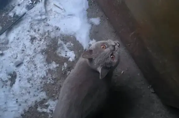 Найдена кошка, Смолевичи, фото: Кошка найдена: Смолевичи, Брянская обл.