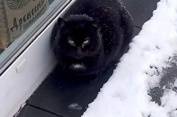 Объявления о пропавших и найденных животных, Калининград, фото: Котик ищет дом на Мариупольской улице