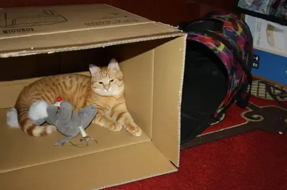 Пропала кошка, ул. Обороны, Михайловка - photo