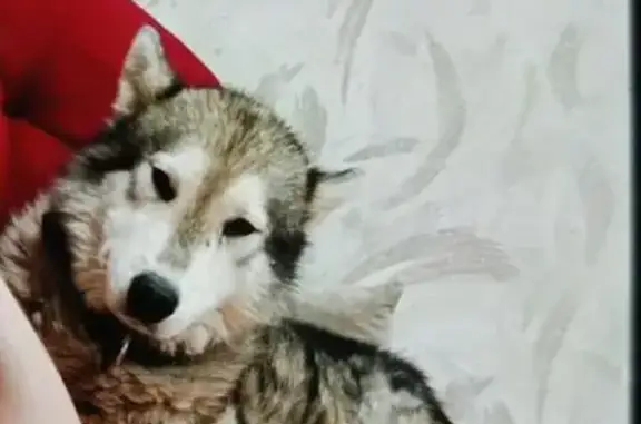 Пропала хаски, Громкая ул., 41, Ленинградская - photo