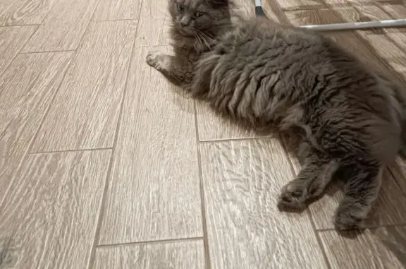 Объявления о пропавших и найденных животных, Вологда, фото: Кошка найдена: Ершовский пер., 10А, Вологда