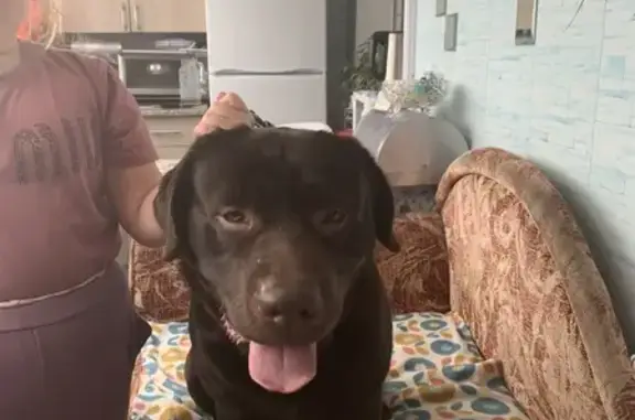 Объявления о пропавших и найденных животных, Псков, фото: Лабрадор найден, ул. Поземского, Псков