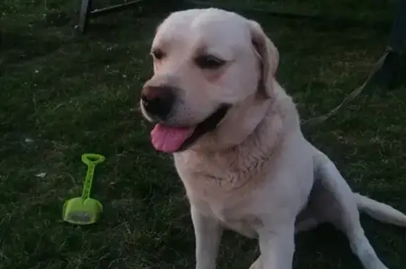 Пропала собака на Чернобыльской, 7, Саранск - photo