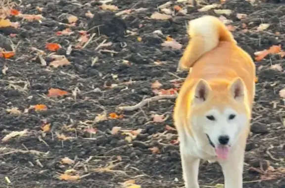 Пропала собака на ул. Ивана Беличенко, 16 - photo