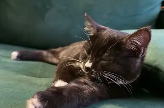 Найдена кошка, Богучар, фото: Кошка найдена: Богучар, ул. 14