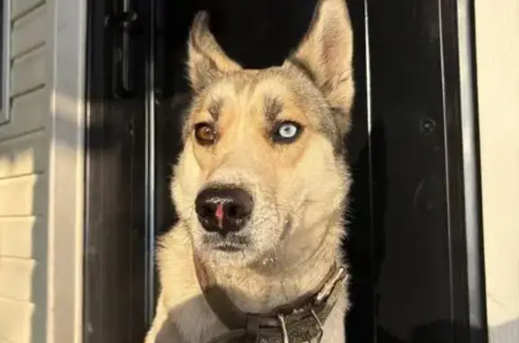 Найдена собака, Новосибирск, фото: Собака найдена: ул. Попова 64/2, Новосибирск