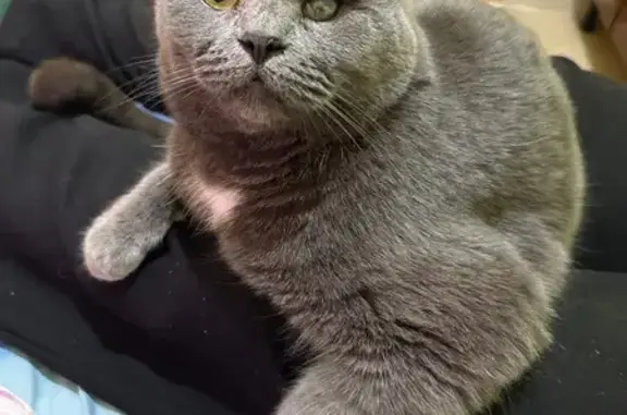 Пропал кот, ул. Коршунова, Брянск - photo