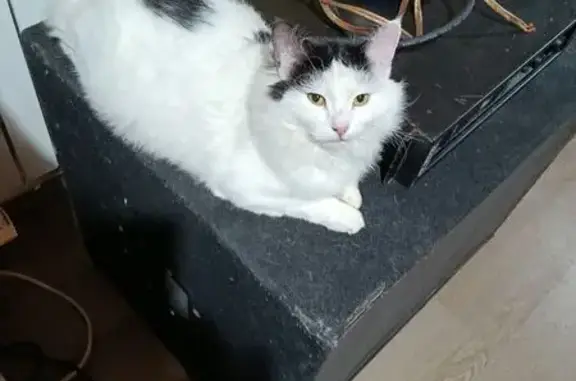 Найдена кошка, Белозериха, фото: Кошка найдена у Софьинского парома, 46Н-09297