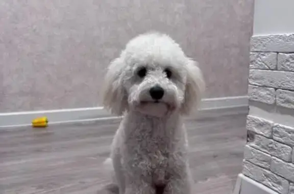 Пропала собака Тутти, Ясная ул., Екатеринбург - photo