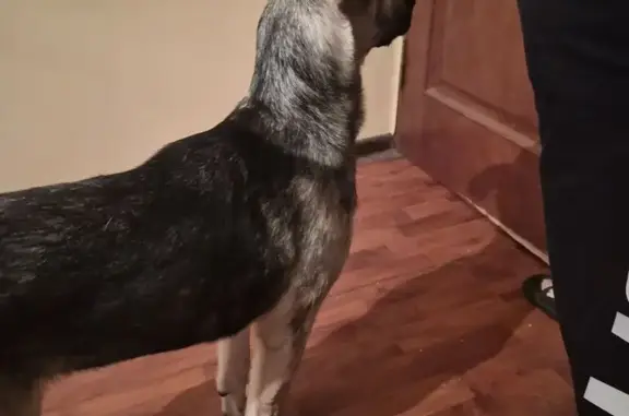 Объявления о пропавших и найденных животных, Москва, фото: Щенок найден на наб. Шитова, Москва