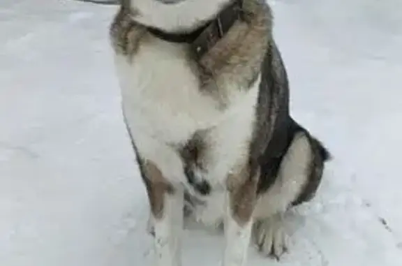 Собака пропала у деревни Лапоминка - photo