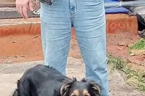 Пропала собака, Самара, Самарская обл. - photo