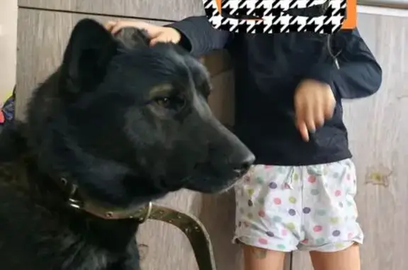 Пропала черная дворняга, ул. Калинина, Крск - photo