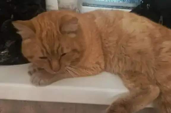 Найдена кошка, Красноярск, фото: Кошка найдена на Калинина 107, Красноярск