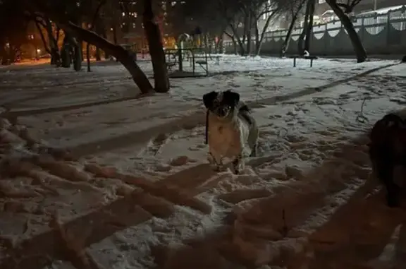 Найдена собака, Красноярск, фото: Собака найдена на ул. Льва Толстого, Крск