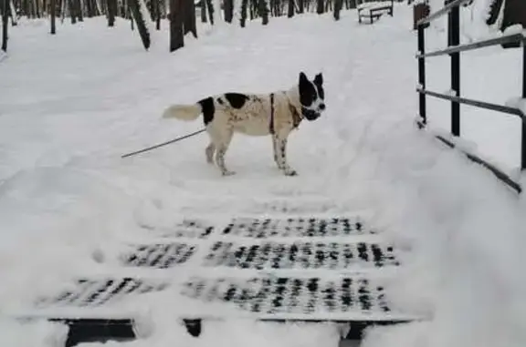 Пропала собака, пр. Октября, 97/1, Уфа - photo