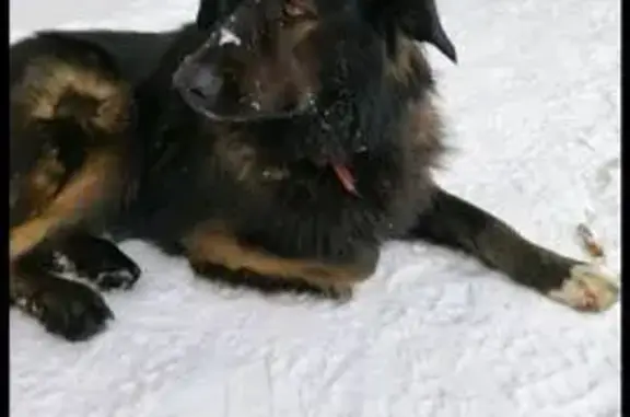 Найдена собака, Химки, фото: Найдена собака на Железнодорожной улице, Химки