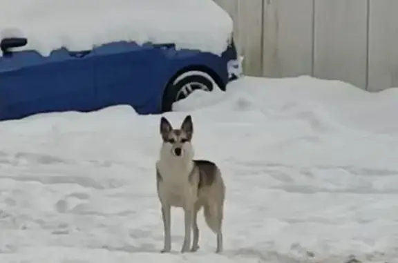 Объявления о пропавших и найденных животных, Калининград, фото: Собака найдена, ул. Иванихиной, Калининград