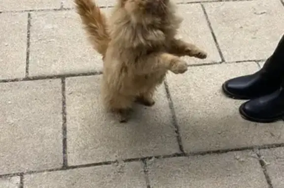 Объявления о пропавших и найденных животных, Пенза, фото: Кошка найдена у ТЦ 