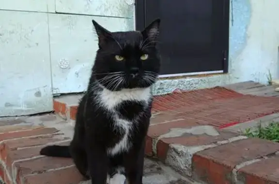Пропала кошка, Иванино, Курская обл. - photo