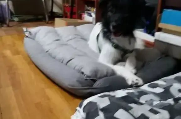 Пропала собака, Сибирская ул. 69, Новый Уренгой - photo