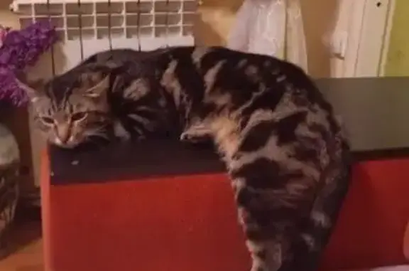 Пропала кошка, ул. Нар. Фронта 124, Екб - photo