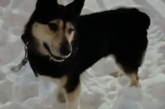 Найдена собака, Чебоксары, фото: Собака найдена: ул. Гагарина, 19, Чебоксары