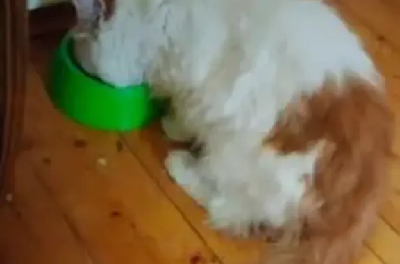 Пропала кошка, Виндавский пр., 42, Голицыно - photo