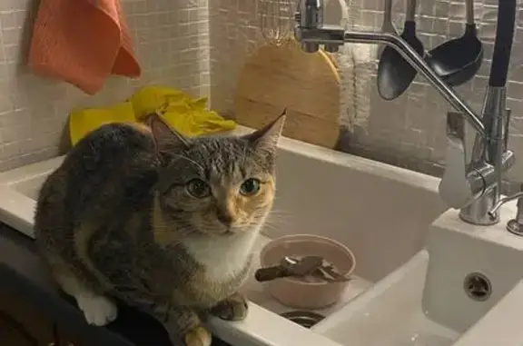 Пропала кошка, Дмитровское ш. 46 к2 - photo