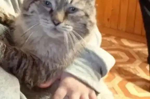 Пропала кошка на Интернациональной, Уфа - photo