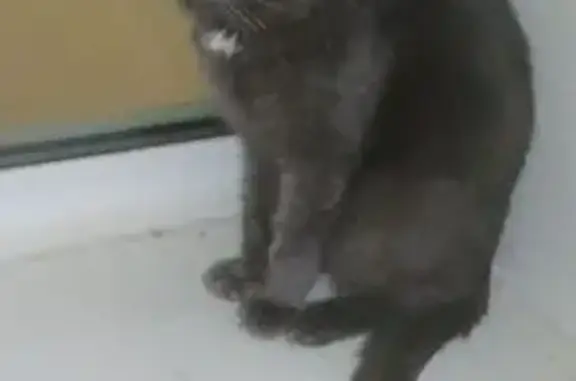 Объявления о пропавших и найденных животных, район Внуково, фото: Найдена кошка на Авиаконструктора Петлякова 25