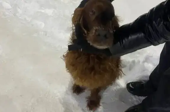 Найдена собака, Кемерово, фото: Собака найдена: пр. Шахтёров, 49, Кемерово