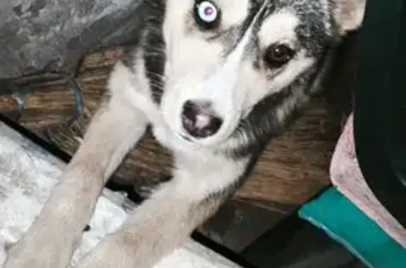 Найденные животные Шахты, фото: Найдена собака: ул. Восточно-Свердлова, 30