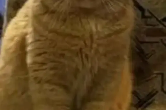 Кошки потеряшки, Очёр, фото: Потеряшка кошка на ул. Достоевского, Очёр