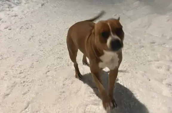 Найдена собака, Ногинск, фото: Собака найдена на ул. Московская, Ногинск