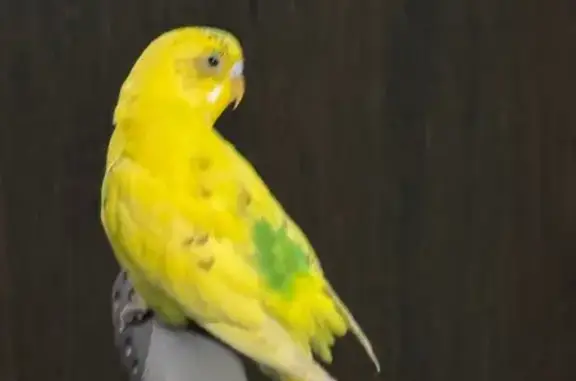 Птица найдена: Революционная 1...