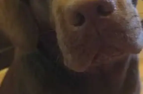 Пропала собака на Петухова, 160/1, НСК - photo