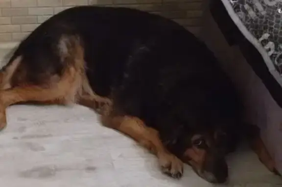 Пропала собака, пр. Ленина 16, Балтийск - photo