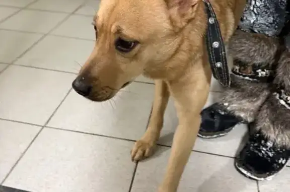 Найдена собака, Зеленоград, фото: Собака найдена: Георгиевский пр-т, Зеленоград