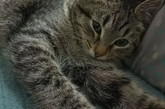 Найдена кошка, Йошкар-Ола, фото: Кошка найдена: Йошкар-Ола, Марий Эл